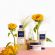 Phyto Color Shampoo Σαμπουάν Προστασίας Χρώματος 250 ml