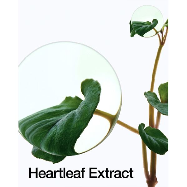 Korean Anua Heartleaf Quercetinol Poree Deep Cleansing Foam 150 ml